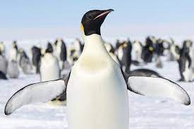 They have a beak but no teeth. Penguins Do Have Wings They Are Called Flippers