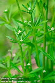 Image result for Galium stenophyllum