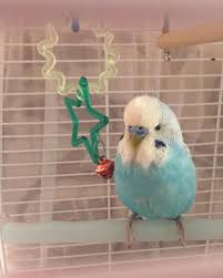 Ciko And His Ball Budgie Budgies Muhabbetkusu Muhabbetkusu Cicikus Bird Kus Mavikus Pet Petlovers Budgielovers With Images Budgies Bird Bird Gif Bird Photo