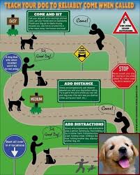 House Training A Puppy Uk And Dog Behavior After Baby Puppy Training Dog Training Dog Training Books