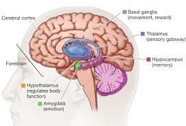 Image Screen Shot 2012 09 17 At 75637 Am For Term Side Of Card Basal Ganglia Fight Or Flight Brain Anatomy