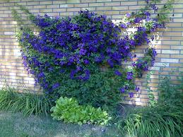 Image result for Clematis