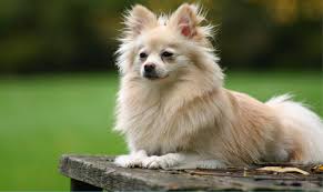 See more of pomeranian kerala on facebook. Pomeranian Dog Breed Information