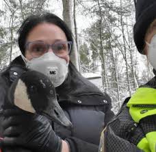 Asian Bird Flu affecting Bufflehead Ducks in Ship Bottom, NJ
