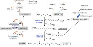 The specificity of rat prostatic spermidine synthase and spermine synthase with respect to the amine acceptor of. Frontiers Polyamines Bio Molecules With Diverse Functions In Plant And Human Health And Disease Chemistry
