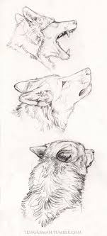 Majestic Animal Sketches Animal Drawings Drawing Sketches