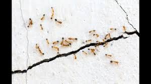(beneficial bugs are replacing the use of chemical sprays in greenhouse vegetables and open field crops. Pest Management Flows To Bay