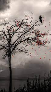 Pin By Carina On Nature Dark Phone Wallpapers Tree Wallpaper Iphone Tree House Wallpaper