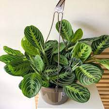 Lemon Maranta Air Purifying Indoor Plant Etsy Plants Indoor Plants House Plants