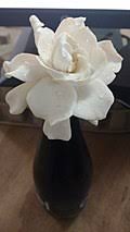 Image result for Gardenia transvenulosa