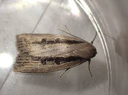 Image result for Chilodes maritima