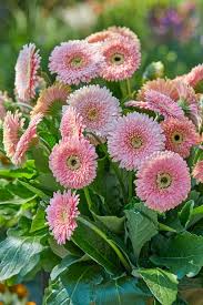 Image result for Gerbera jamesonii