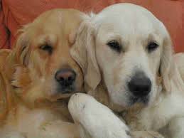 Golden Retriever With Images Golden Retriever Retriever Puppies