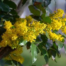 Image result for Macledium plantaginifolium