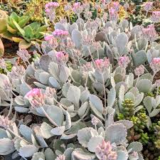 Image result for Kalanchoe glaucescens