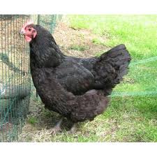 Maybe you would like to learn more about one of these? Australorp Chickens For Sale Central Sydney Near Strathfield