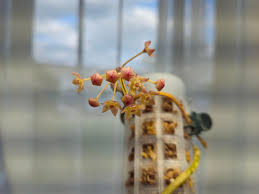 Image result for Argomuellera macrophylla