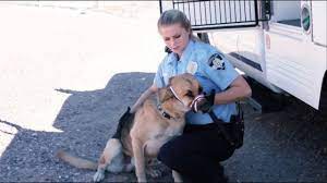 Do My Job: Animal Law Enforcement - Youtube