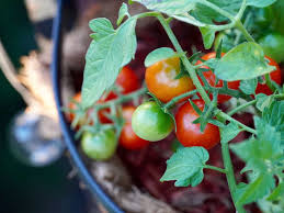 Check spelling or type a new query. How To Grow Tomatoes In Small Spaces 5 Best Varieties To Try Tomato Bible
