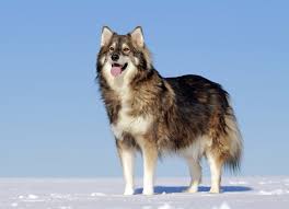 Find 3714 listings of puppies for sale in canada near you. Utonagan Complete Guide Info Pictures Care More Pet Keen