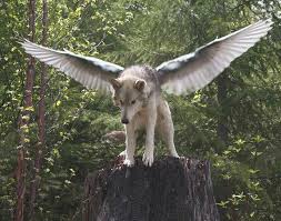That Looks So Real But It May Not Be Wolf Photos Wolf Dog Fantasy Wolf