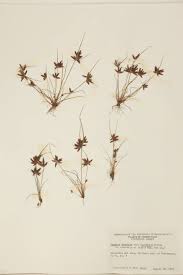 Image result for Pycreus niger