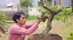 Beli bonsai asem online berkualitas dengan harga murah terbaru 2021 di tokopedia! Ganti Media Bonsai Asem Youtube