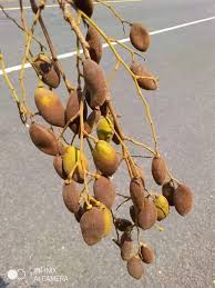 Image result for Morinda asteroscepa