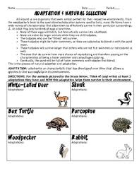 Darwin s natural selection worksheet answer key answers. Natural Selection Worksheet Teachers Pay Teachers