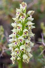 Image result for Bonatea steudneri