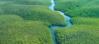 Direktimporteur und großhändler für fruchtpulver warum amazonas. Reisebericht Ungezahmte Natur Im Amazonas Kuoni Reisen