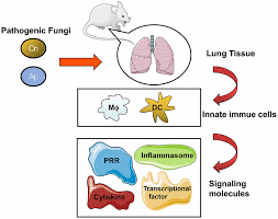 Mau sama kakak kelas ataupun satu angkatan sama aja,. Frontiers Pathogenic Fungal Infection In The Lung Immunology