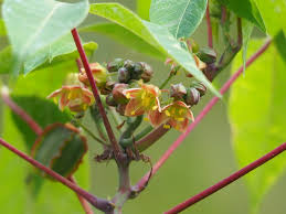 Image result for Manihot esculenta