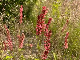 Image result for Persicaria amplexicaule