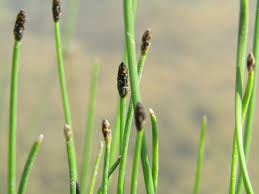 Image result for Eleocharis limosa