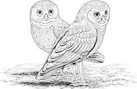 Owl coloring pages owls have large eyes, which are not spherical but cylindrical, and cannot be turned around, so they have to adjust their vision by turning their heads. Owl In Tropical Leaves Printable Coloring Page Pdf Drawing Illustration Art Collectibles Tiosdurvis Lv