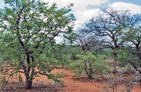 Image result for Acrotome thorncroftii