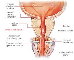Image result for Viscum littorum