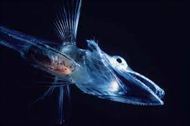 深海魚や深海生物にスポットを当てその不思議な姿や生態をご紹介していきます 深海 は宇宙よりも研究が進んでいないといわれる地球で最後の未知の領域です そこに暮らす深海魚はグロテスクで奇妙な姿をしたものや意外とかわいいものま deep sea creatures