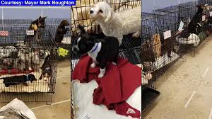 Bulk supplies for households, businesses, schools, restaurants, party planners and more. Rescuers Use Human Chain To Save Nearly 100 Puppies From Danbury Pet Store Fire Abc7 New York