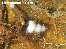 Image result for Galeomma