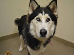 Husky puppies for sale memphis tn. Husky Puppies Meru Kenya Cute Doggies And Puppies Free Images