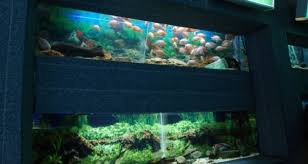 Ca agent parogen, la pestii de acvariu, a fost identificata specia plistophora hyphessobryconis. Acvariu Constanta Obiective Turistice Constanta