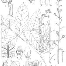 Image result for Allophylus ferrugineus