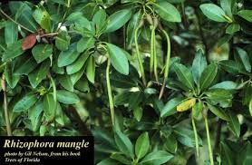 Image result for Rhizophora