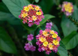 Pin On Garden Landscaping