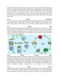 Tracheobionta (tumbuhan berpembuluh) super divisi : Daur Hidup Tumbuhan Kacang Hijau Masnurul