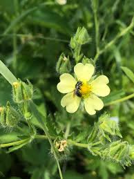 Image result for Schinziella