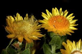 Image result for Helichrysum setosum