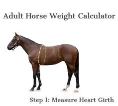 Adult Horse Weight Calculator The Horse